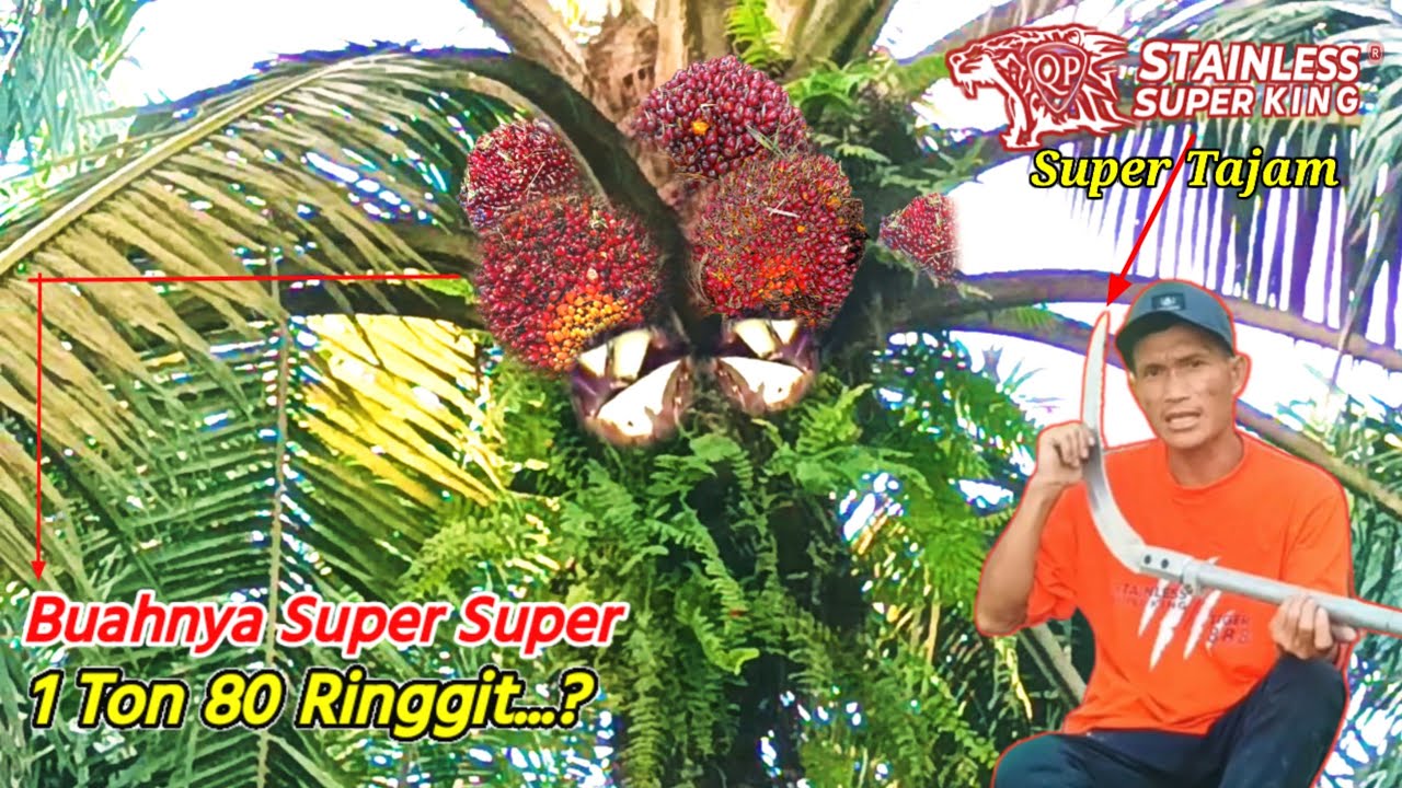 80 Ringgit To Inr Today 80 Ringgit To Inr Today