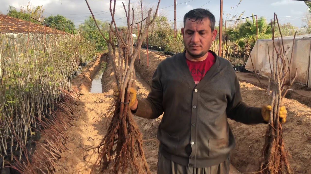 Aşılı Antep Fıstık Fidanı