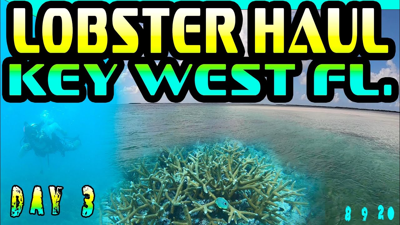 🦞LOBSTER HAUL KEY WEST DAY 3 🦞 - YouTube