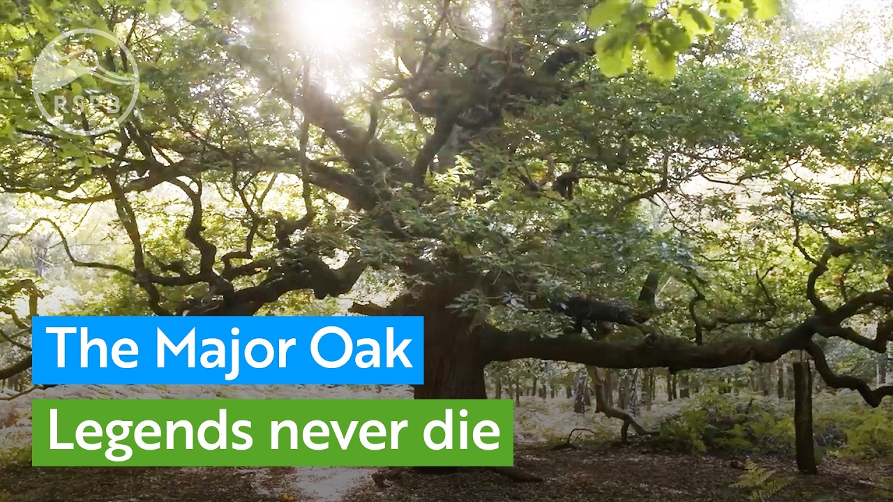 The Major Oak: A new chapter for a legend of Sherwood Forest | RSPB