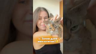 #cat #devonrex #девонрекс