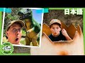 きょうりゅうワールドでかくれんぼ | ティラノサウルス牧場 | 恐竜番組 | 子供向け | T-Rex Ranch