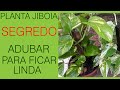 PLANTA JIBOIA COMO ADUBAR PARA FICAR LINDA