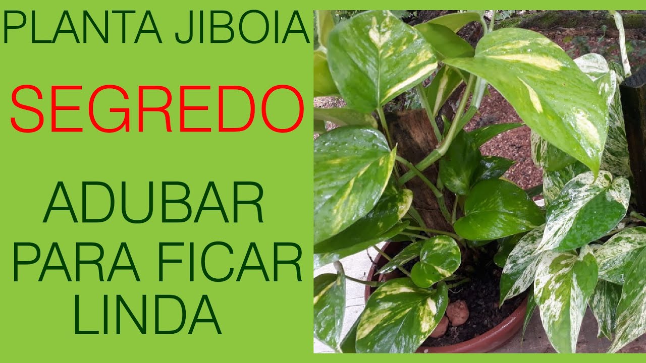 PLANTA JIBOIA COMO ADUBAR PARA FICAR LINDA