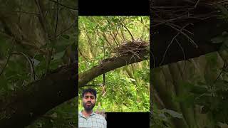 #birds #wildlife #nature #anton #whale alert check How To viralvideo on youTube videoviral kaisekare