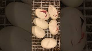 #2018 ball python egg cutting (pied x pastel het pied)