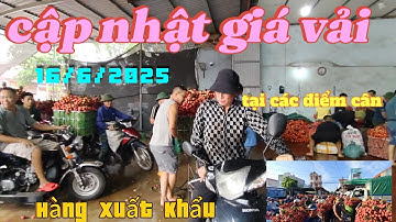 Cập Nhật ; Giá Vải Tại Các Điểm Cân Hàng Xuất Khẩu 16/6/2025  #vaithieulucngan    #lụcnganquetoi