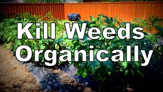 Easiest Organic Way to Kill Weeds in the Garden