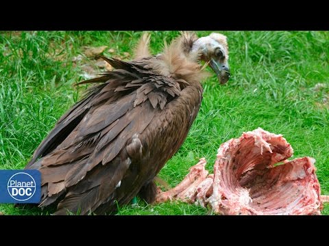 Vultures eating dead animal - YouTube