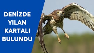 İzmir'de denizde bulunan yılan kartalı doğaya bırakıldı