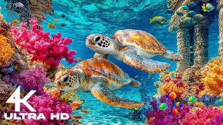 المحيط بدقة 4K - شعاب مرجانية خلابة ومخلوقات بحرية - موسيقى هادئة للنوم screenshot 4