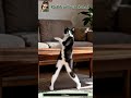 Golden Fruit Salad #catversion #golden #viral #fypシ
