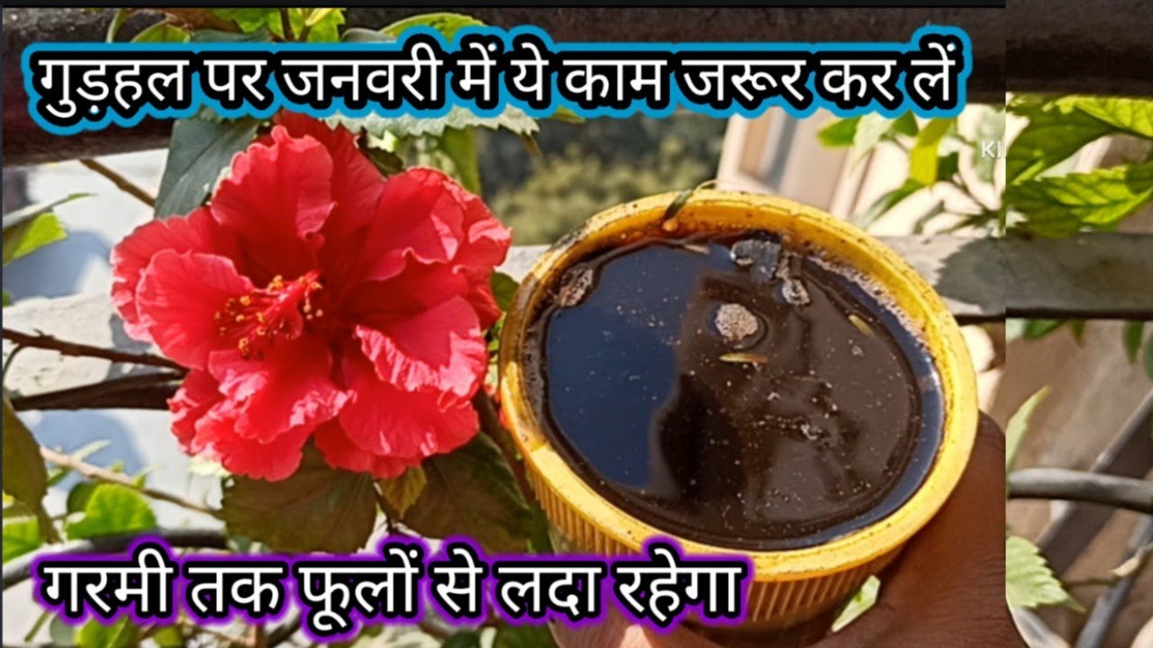 how-to-grow-care-of-hibiscus-plant-hibiscus-plant-care-tip-best