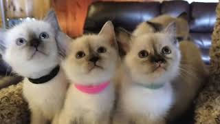 Traditional, Seal, Tortie , Flame and Blue Point Siamese Kittens Dance to Peanuts Theme!