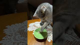 Mama feeds Cat at Dinner Table #kitten #cat #animallover #milo #fishing ##dinner #farmlife #shorts