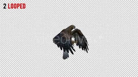 Eagle 1 Realistic Pack 3 | Motion Graphics - Envato elements
