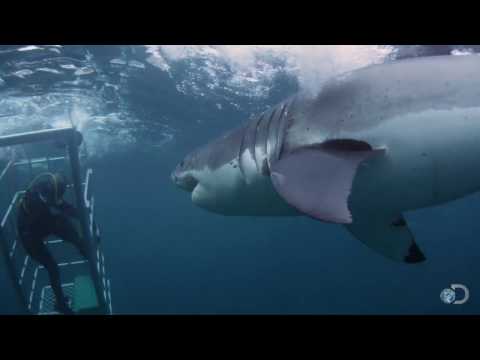 18-Foot Shark Attacks Cage | Great White Serial Killer - Shark Week 2013