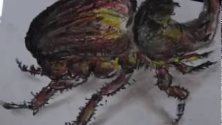 6600 Gambar Mewarnai Hewan Kepik HD Terbaik