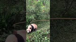 Panda Feeding Time 😍😍 Crowd Cheers At Chinese Zoo #Shorts #China #Panda