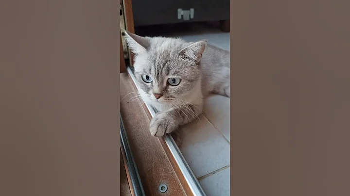 Video 8565191: happy cat cute, cat funny happy