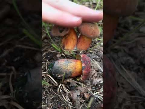 Mushroom ASMR: Bolete Tapping Compilation