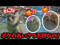自分のあいさつが不評かもと気づき始めたパンチくん。【パンチくん🐵】市川市動植物園 のニホンザル「パンチくん」Punch the monkey