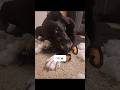TED 2.0 ☠️ yet another indestructible chew toy fail 🤣 #dogtoy #dogshorts #funnydogvideos #dogtok