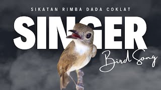 SUARA BURUNG SRDC GACOR - sikatan rimba dada coklat