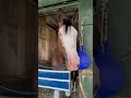 Meet horse racing’s newest fancy face, Nuk Soo Kow, meaning “white warrior” in Thai.