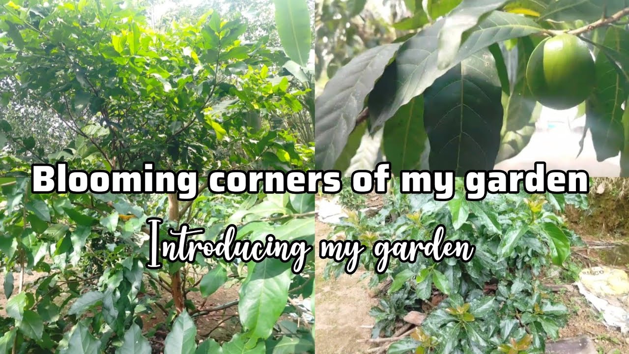 Peaceful gardentour -nature's calmcorner☘️🌷 |my gardentour 📈 |peaceful|