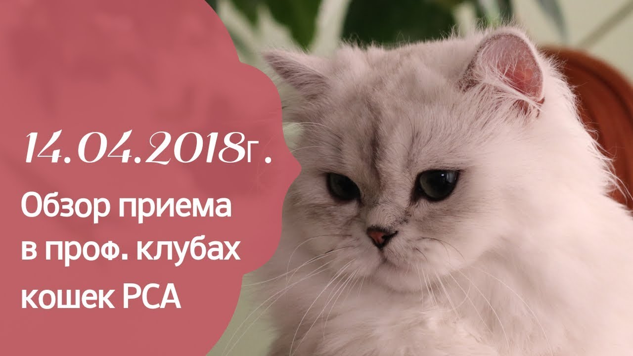 кошки породы Прием в проф. клубах кошек PCA 14.04.2018г