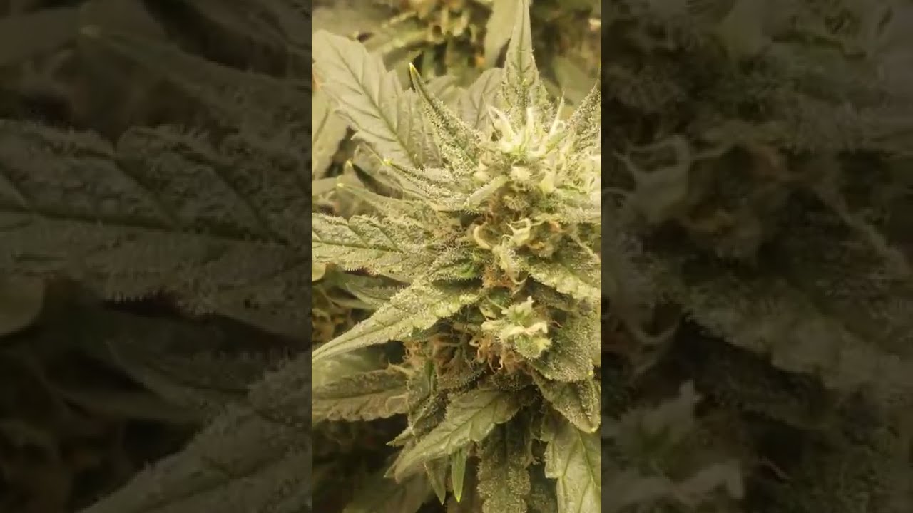 My favorite reason to grow autoflower. Growing fastbuds 420 autoflower seeds.