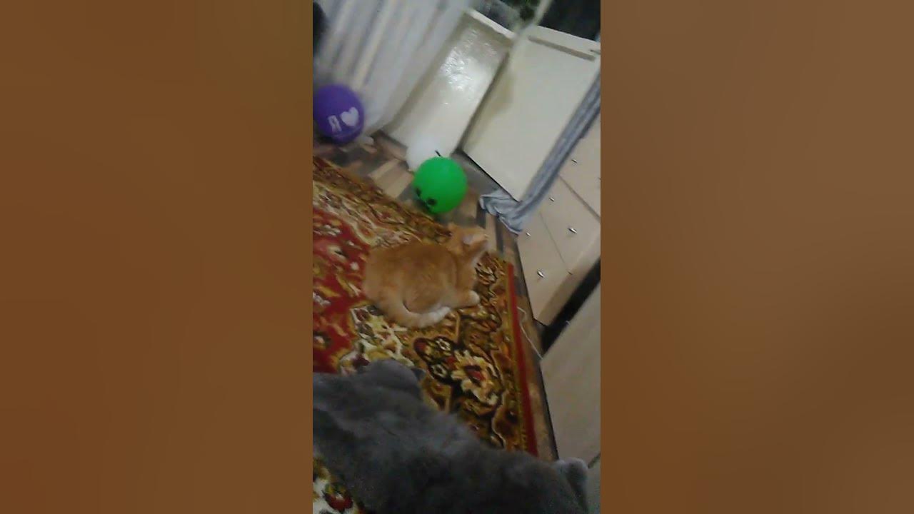 котик смотрит маинкрафт - YouTube