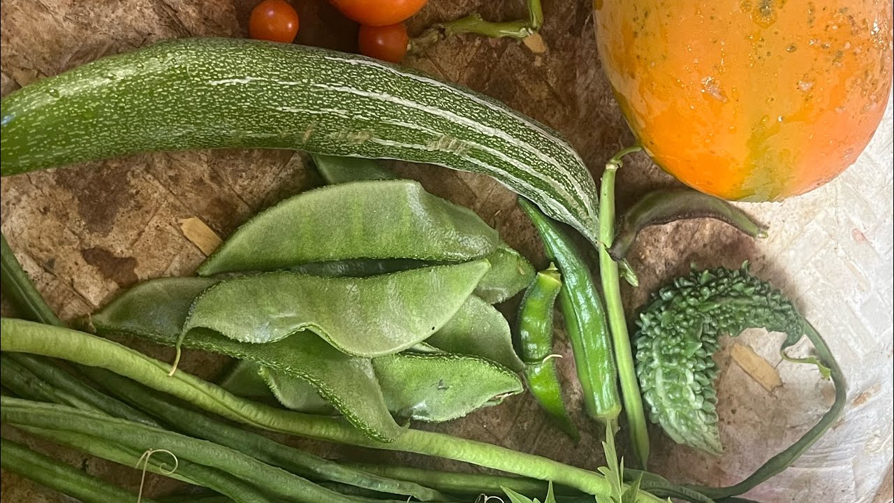 பிரமாதமான அறுவடை பாக்கலாமா | garden | terrace garden | harvest | how to grow | plants | seeds |grow 