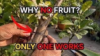 Why Your Fruit Tree Still Won’t Fruit — Even After This Trick