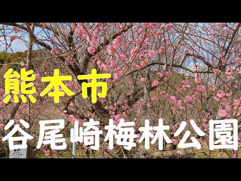 熊本市 谷尾崎梅林公園 YouTube