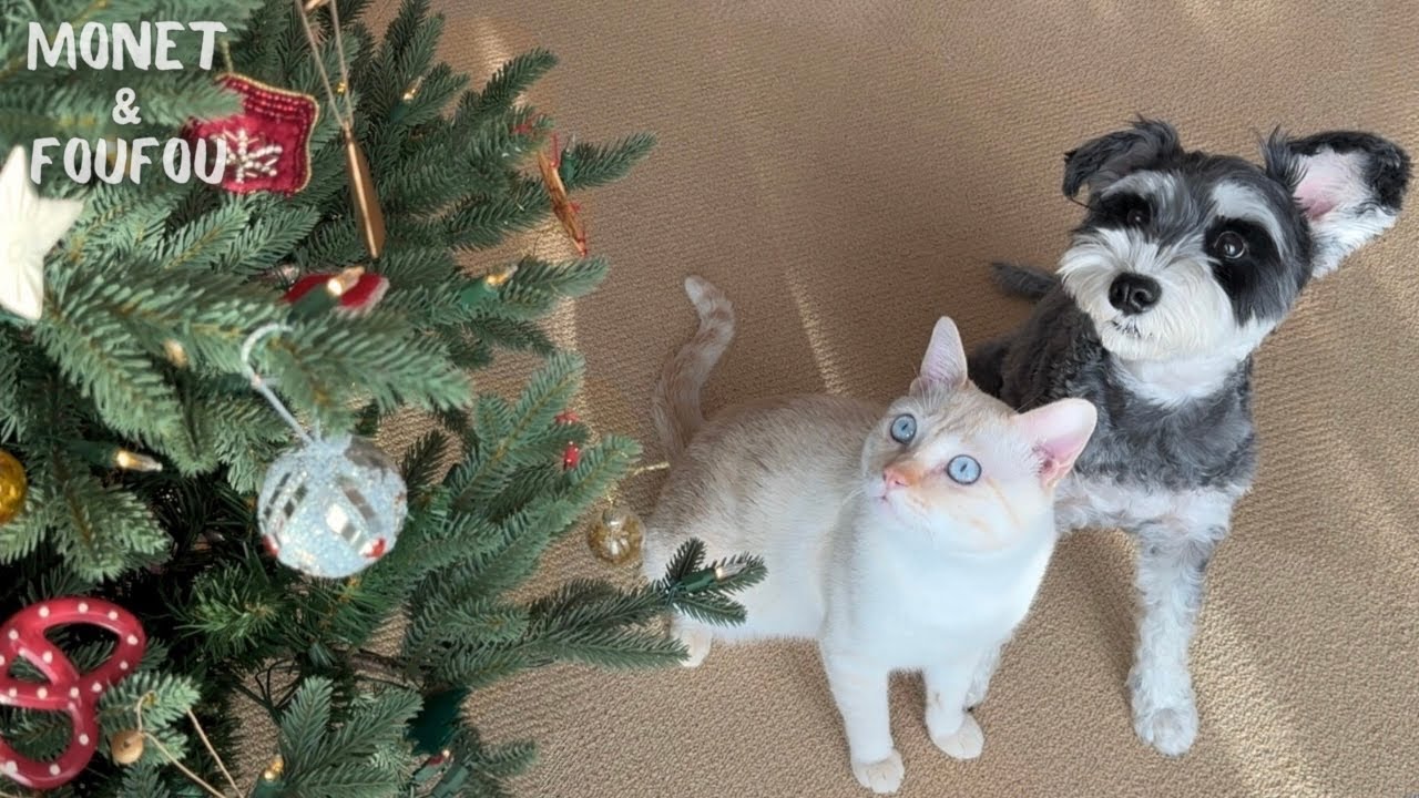 Dog and cat acting like babies in front of the Christmas tree