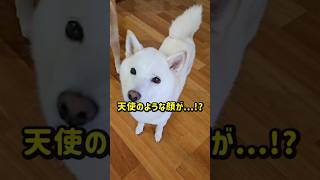 仲良しだからできる激しいのに優しい遊び方 #柴犬 #shibainu #犬のいる暮らし ＃癒し動画