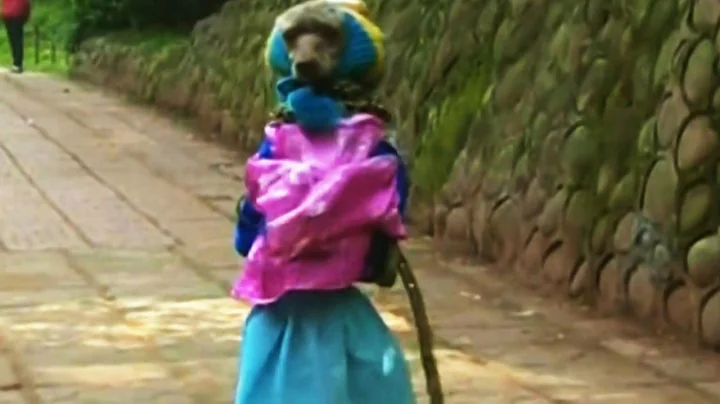 Dog Walks On Hind Legs Looks Like A Schoolgirl - Is It Cute Or Cruel ?