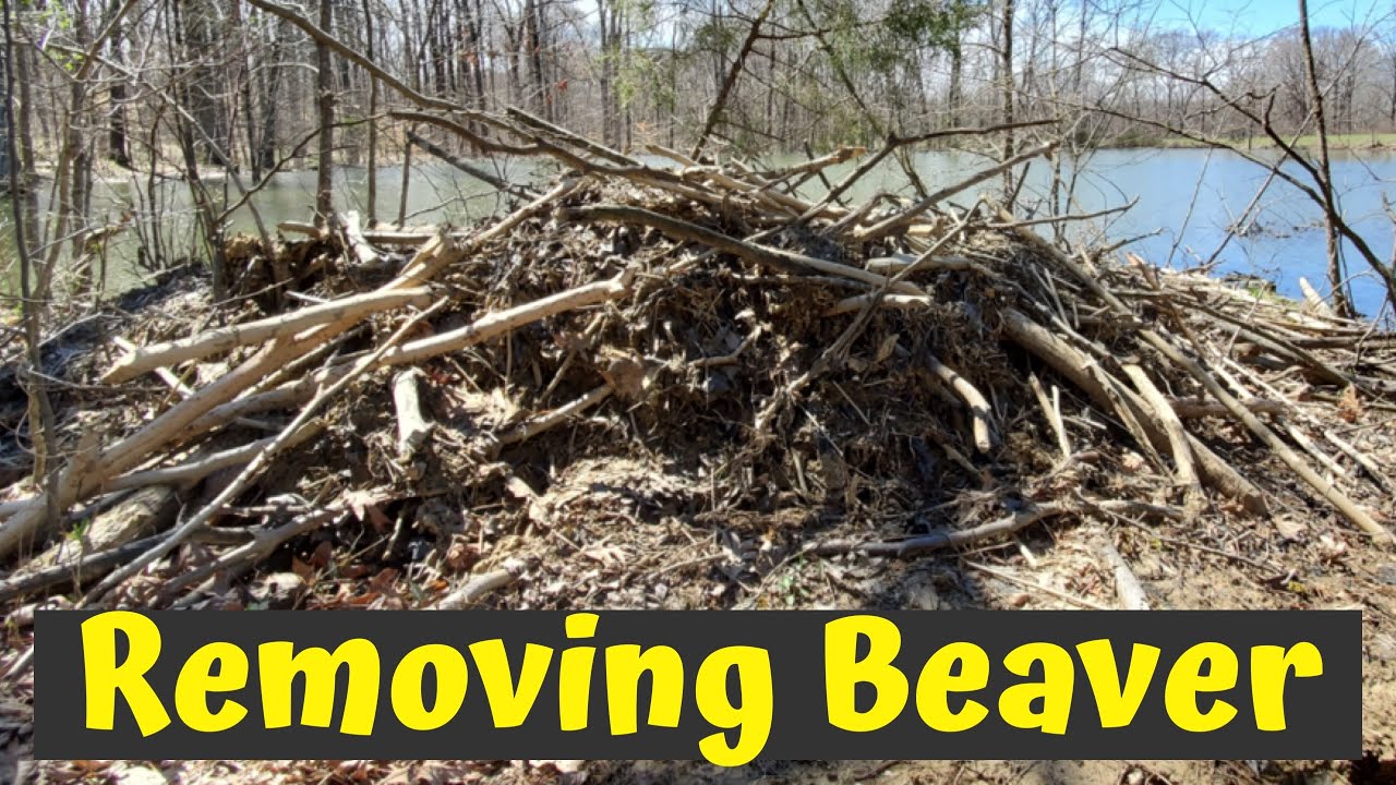 BEAVER ERADICATION BEAVER POPULATION CONTROL YouTube