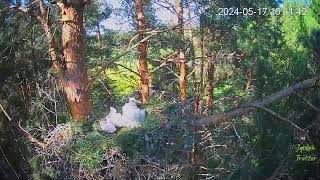 RMK GoshawksChecking in on the 5 chicks! Mom is keeping them happy & fed! May 17 2024