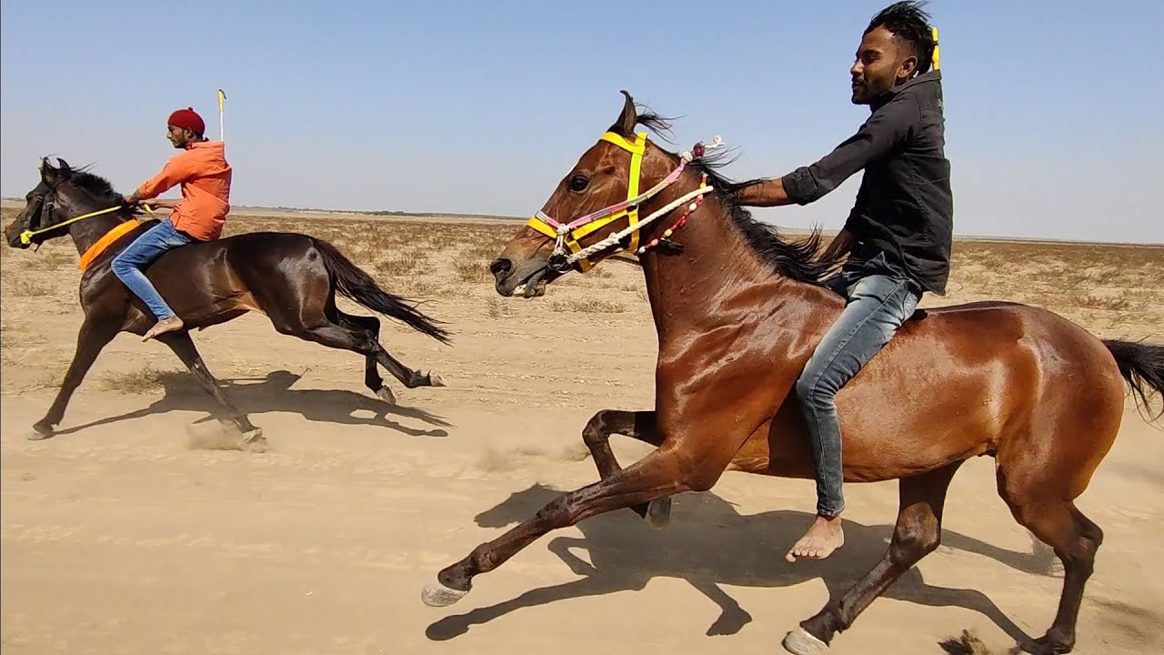 कच्छ किंग वीर को 307 ने हराया / Horse racing at varahi 2021