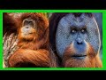 Sumatran orangutan : The most amazing video you have ever seen | baby Sumatran orangutan