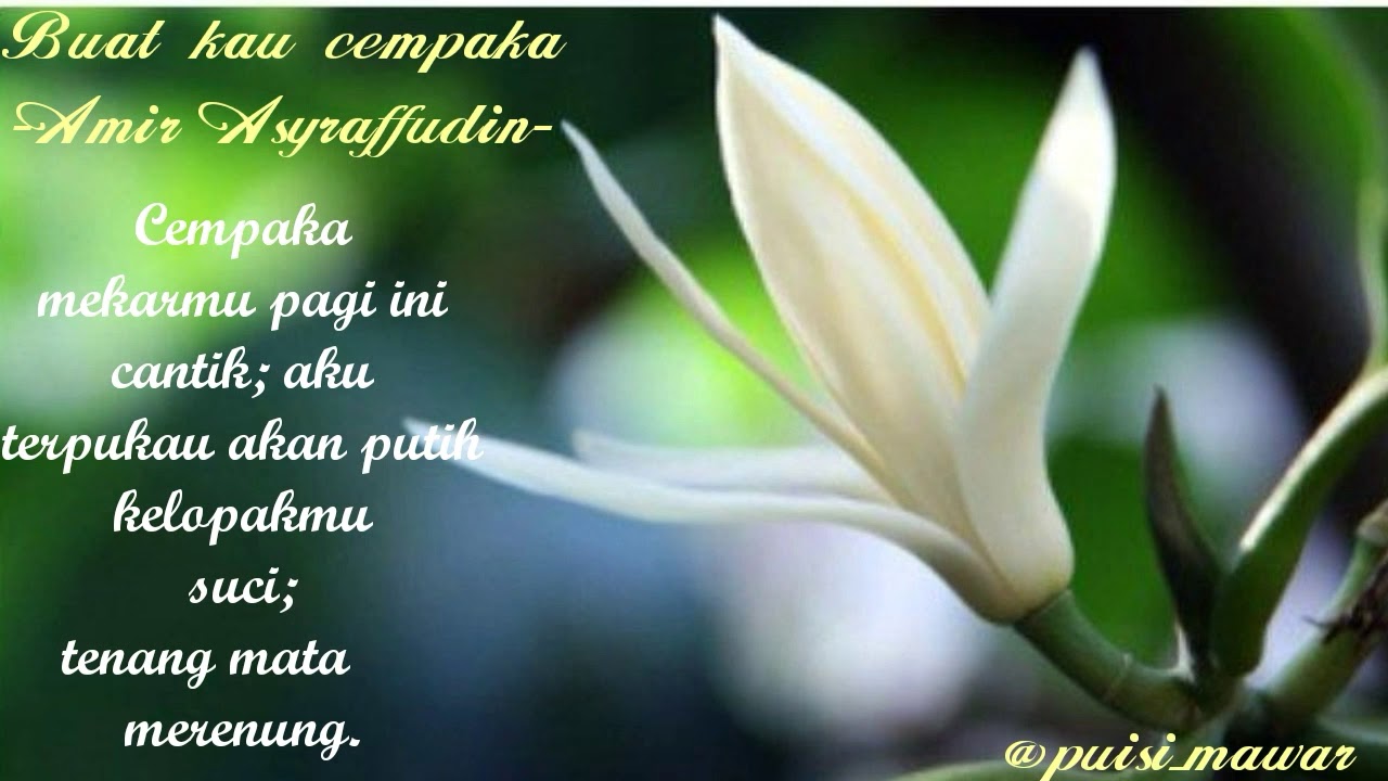 Puisi Cinta Buat Kau Cempak Karya Amirasyraffudin Youtube