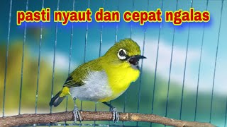 Download Lagu Pasti Nyaut‼️Pancingan Pleci Buxtoni,Cocok Untuk Pleci Malas Bunyi || Pleci Gacor MP3