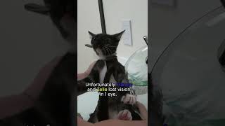Sick kittens with terrible infections rescued - full rescue video: www.HopeForPaws.org #rescue
