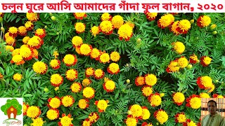 Our Marigold Garden, 2020. আমাদের গাঁদা ফুল বাগান, ২০২০।
