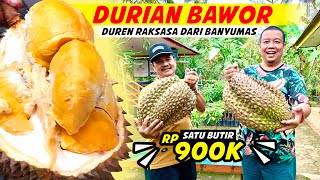 Duren Bawor, Durian Raksasa dari Banyumas