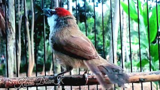 Burung Kaso Kaso Gacor Suara Lantang Untuk Masteran