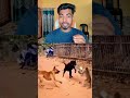 Dog funny video || monkey funny video ||Most funny video 🤣🤣🤣